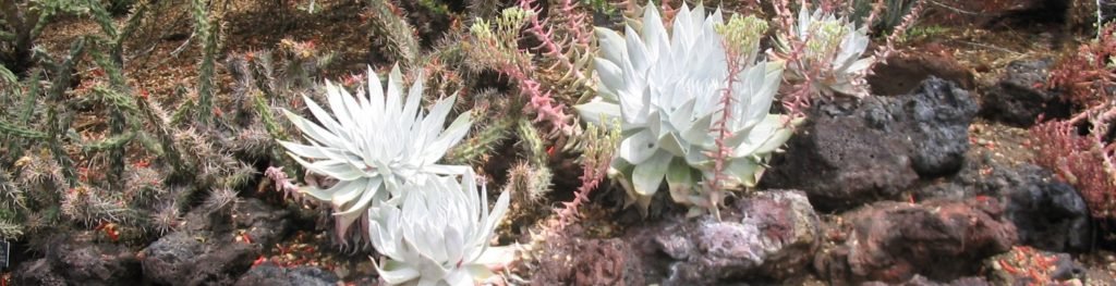 dudleya succulent
