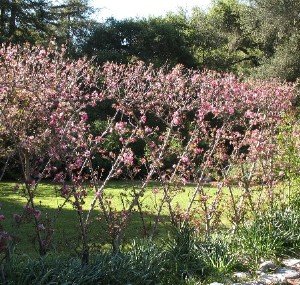 espaliered apple tree descanso garden