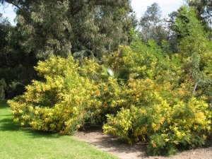 Feathery Australian acacia in bloom