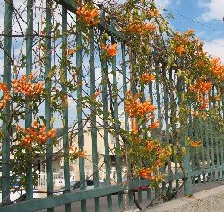 Flame Vine Pyrostegia venusta