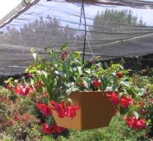 fuscia at south coast botanic garden