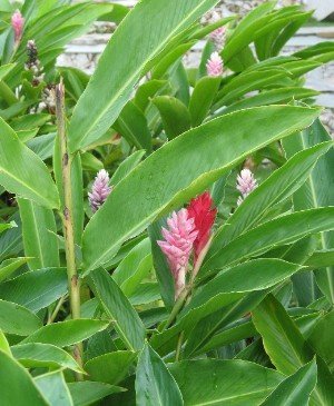 ginger plant dominican republic