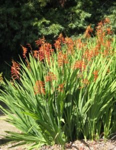 Gladiolus dalenii