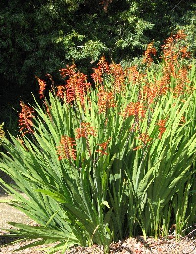 Gladiolus dalenii
