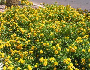 gold lantana