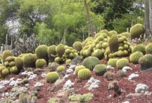 Golden barrel cactus mammillaria cactus red rock