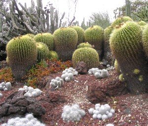 Golden Barrell Cactus Mexico