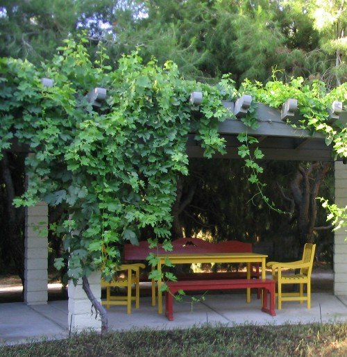 grape vine on arbor