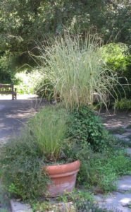 Grass fountains in pots