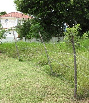 growing fence dominican republic