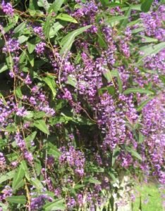 Hardenbergia Lilac vine