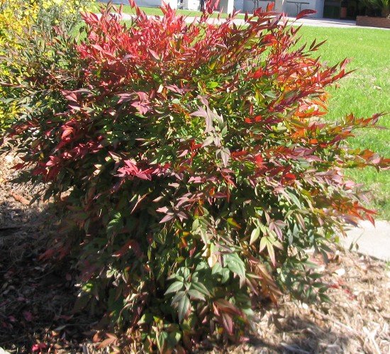 Heavenly Bamboo Nandina domestica