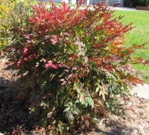 Heavenly Bamboo Nandina domestica