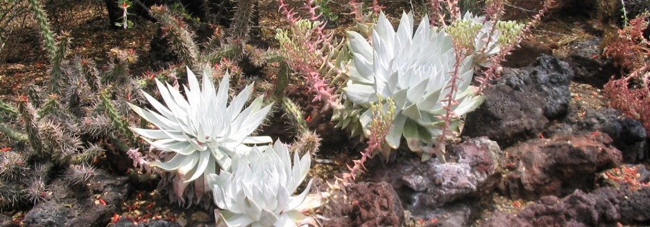 hot gardens dudleya succulent