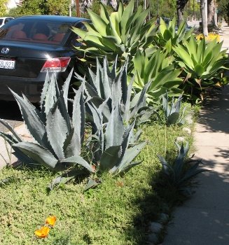 hot gardens 0 median with oversize agaves