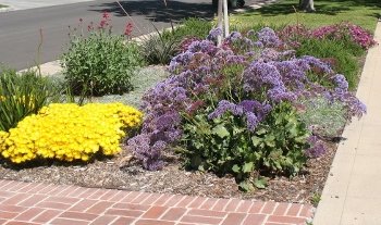 hot gardens - medians with sea lavender