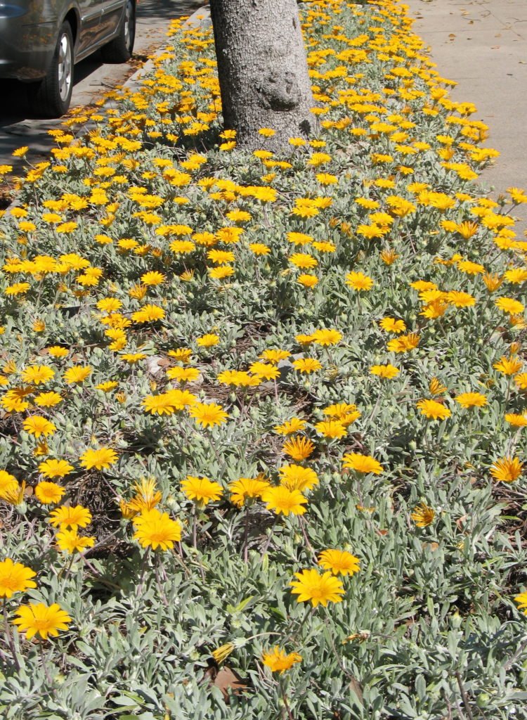 hot gardens yellow flower median