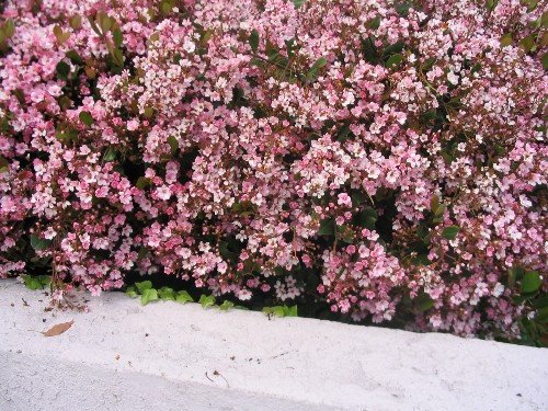 Indian Hawthorne Rhaphiolepsis indica