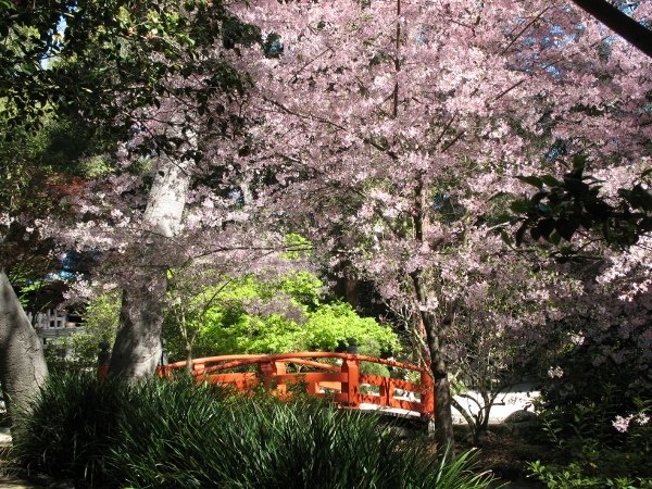 Japanese garden in bloom