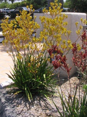 kangaroo paw