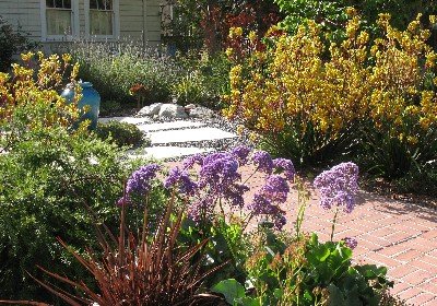 kangaroo paw flax lawn replacement