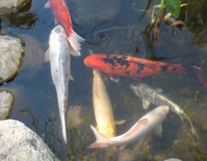 Koi at Descanso Gardens