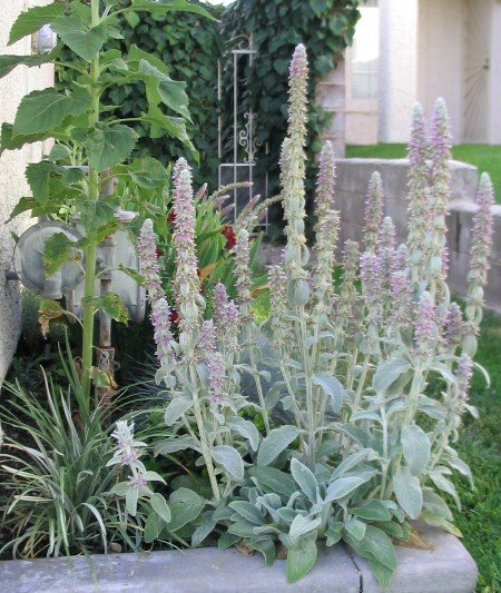 lambs ears hot gardens