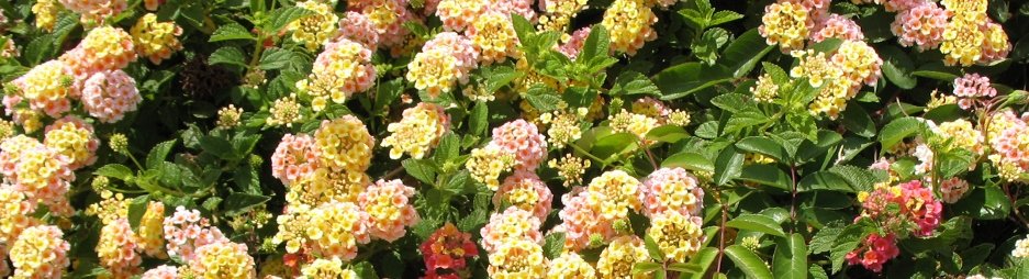 Lantana mixed colors