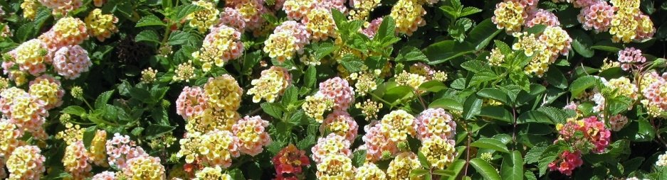 lantana