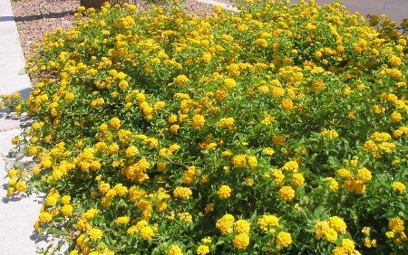 Lantana camera gold