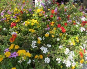 Lantana camera in fountain