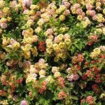 Lantana ground cover mixed colors