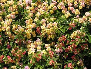 Lantana ground cover mixed colors