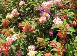 Lantana mix for groundcover