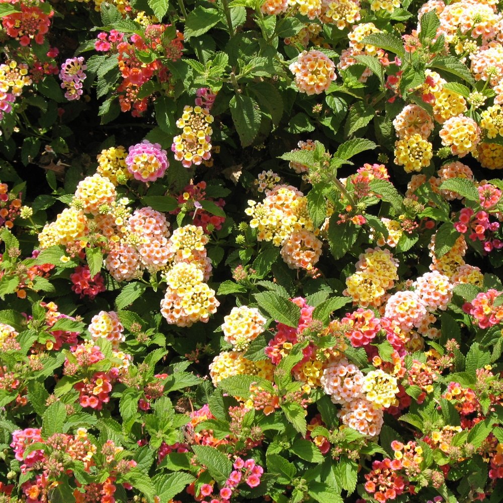 lantana mixed color