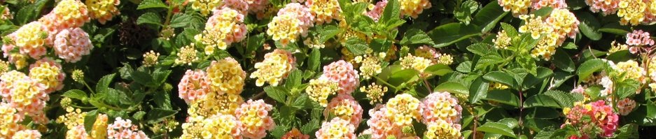 lantana narrower