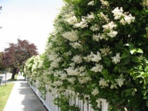 Ligustrum japonicum privet