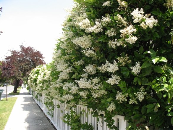 Ligustrum japonicum Japanese privet