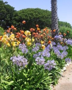 lily of nile canna lilies