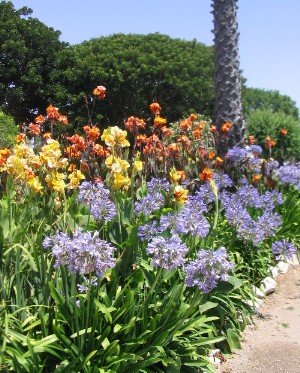 lily of nile canna lilies
