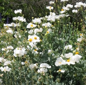 Matilija poppies