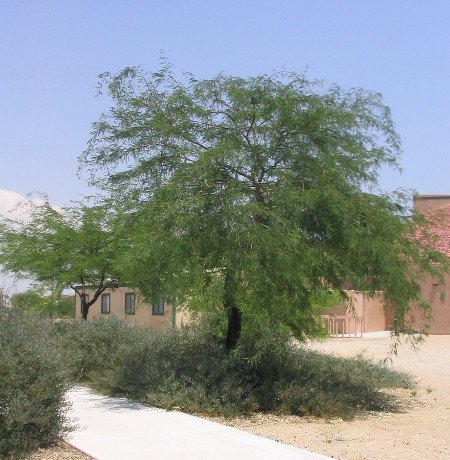 Mesquite tree prosopis