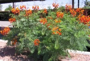 Mexican bird of paradise blooming