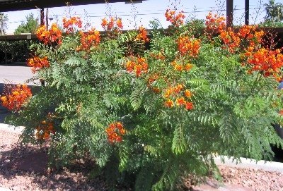 Mexican bird of paradise blooming