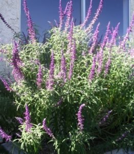 Mexican Bush sage Salvia Leucantha