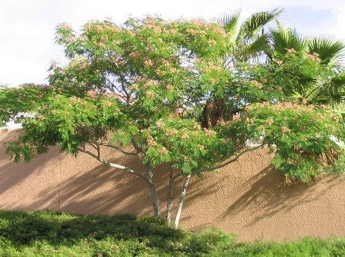 mimosa tree
