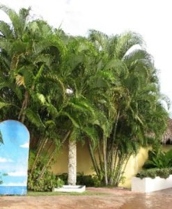 Multi trunk palms dominican republlic