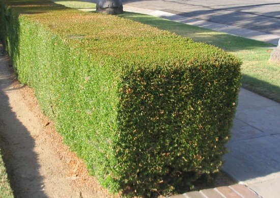 Myrtle hedge Myrtus communis