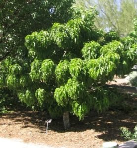 Nectarine_prunus_persica
