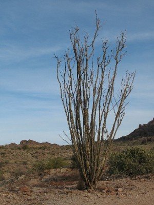 Ocotillo Fouquieria splendens